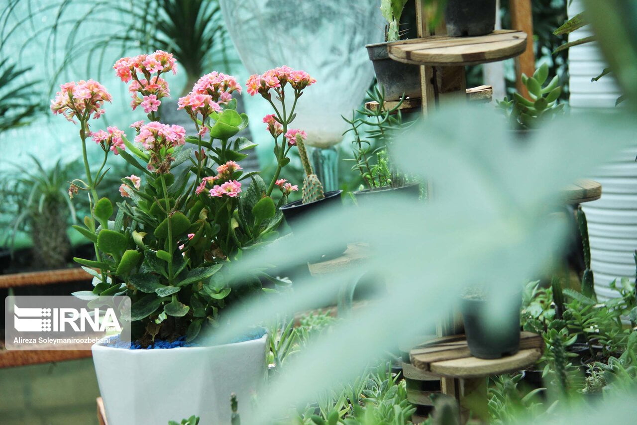 4 مرحله ساده برای زنده نگه داشتن گیاهان در خانه