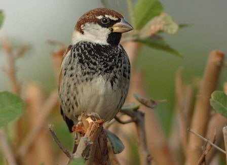 گنجشک‌ها؛ ناجی حیات انسانی