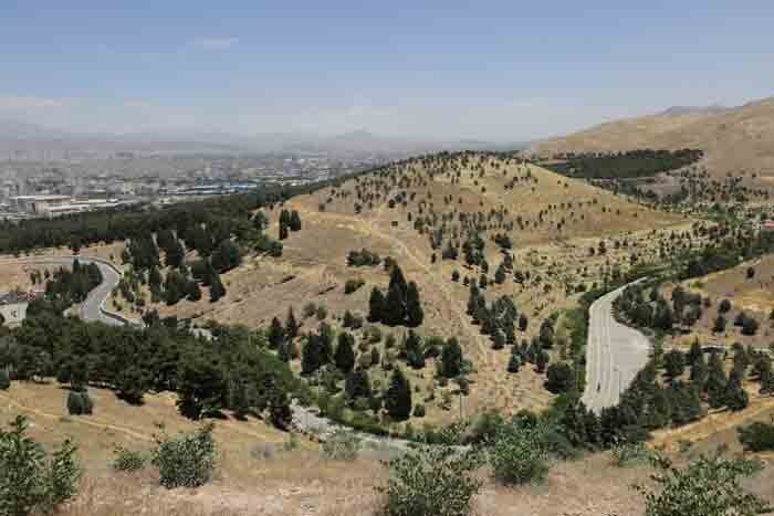 نصب تله‌های فرمونی برای جلوگیری از آفت پوستخوار کاج در بوستان سرخه حصار
