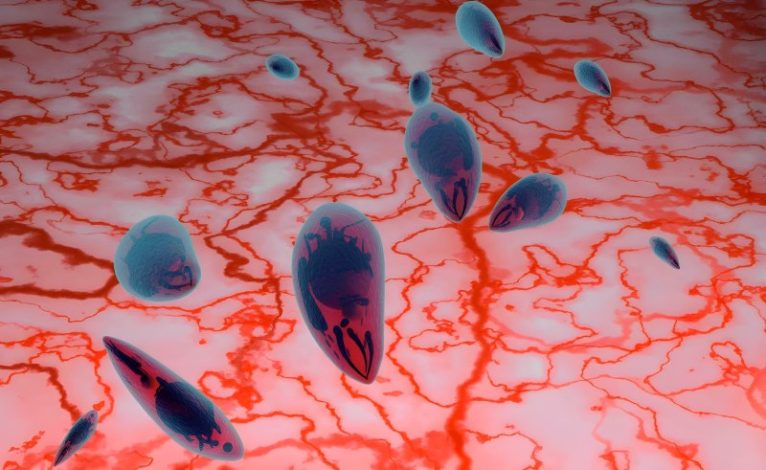 توکسوپلاسما و مغز؛ پژوهشگران کلید نابودی انگل را کشف کردند